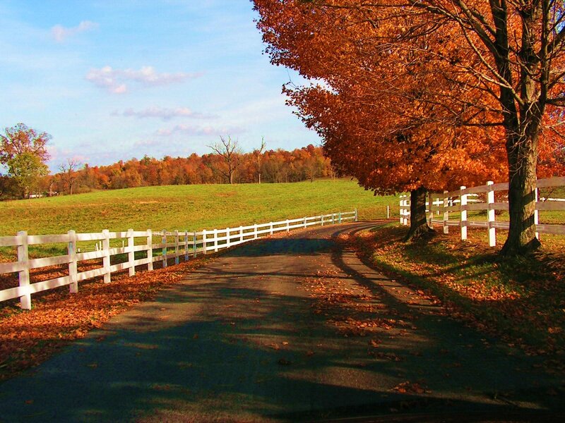 Road with Autumn Trees