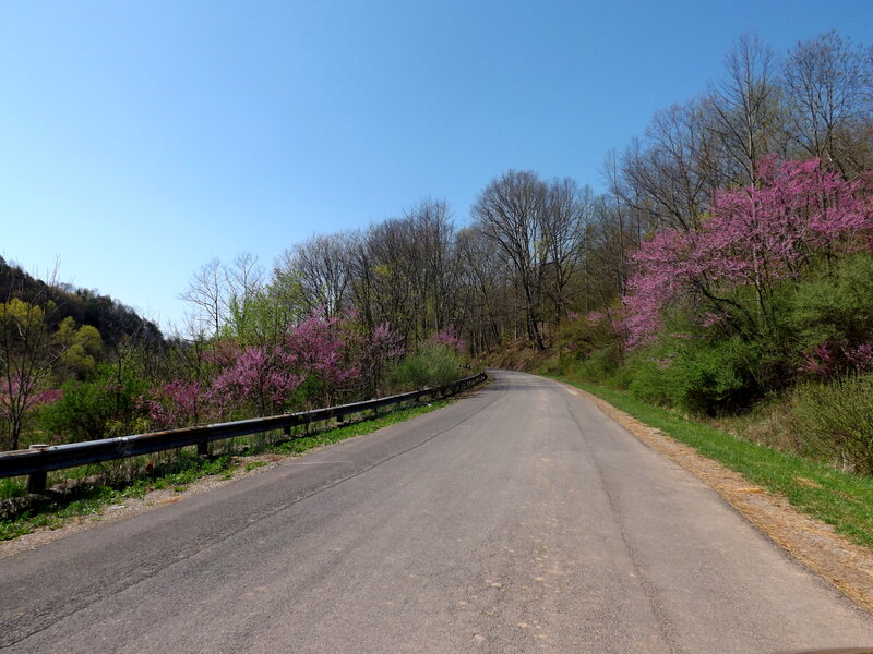 Road with Blooming Trees — Blue, Serene