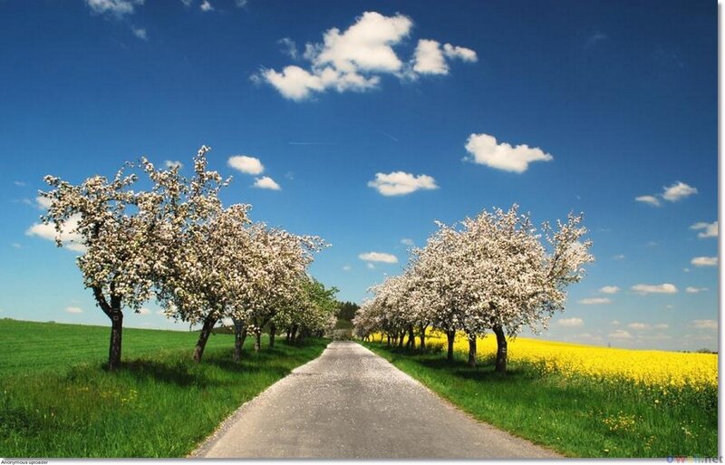Road with Blooming Trees — Blue
