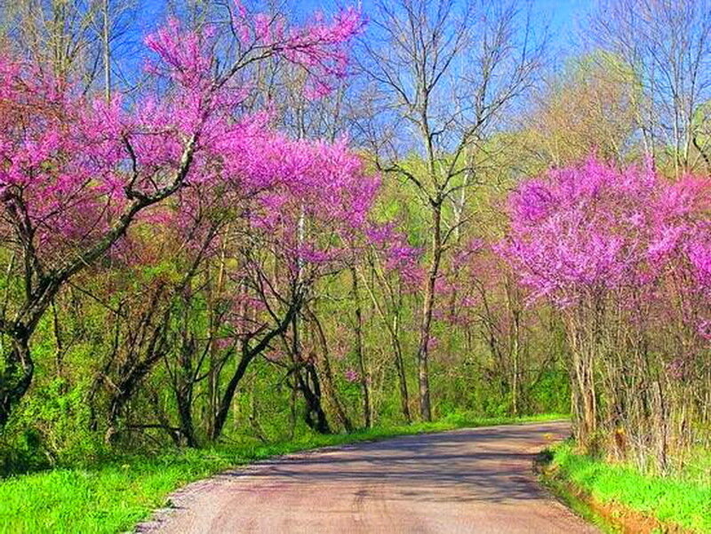 Road with Blooming Trees