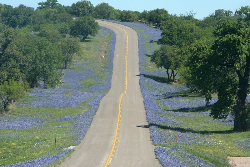 Road with Bluebonnets