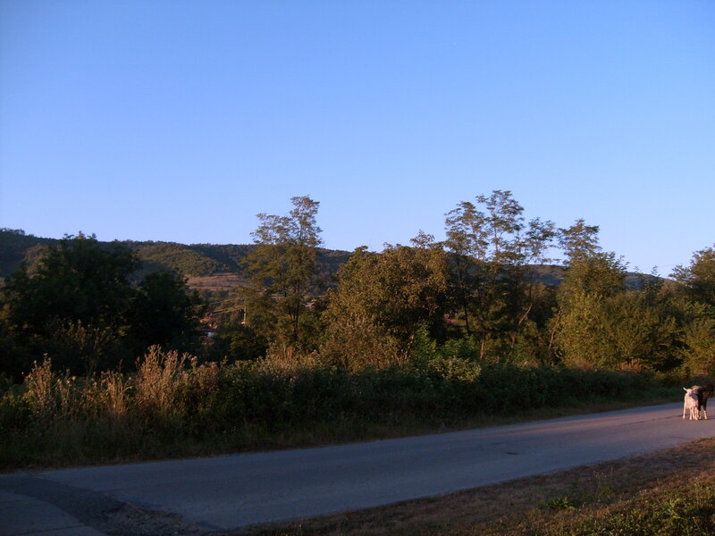 Road with cows at dusk