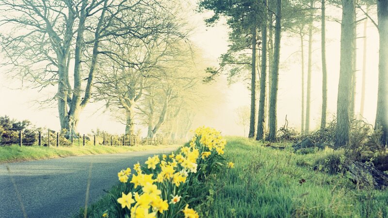 Road with daffodils in spring