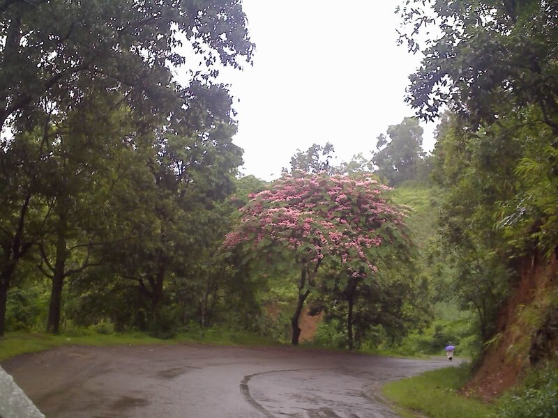 Road with flowering tree