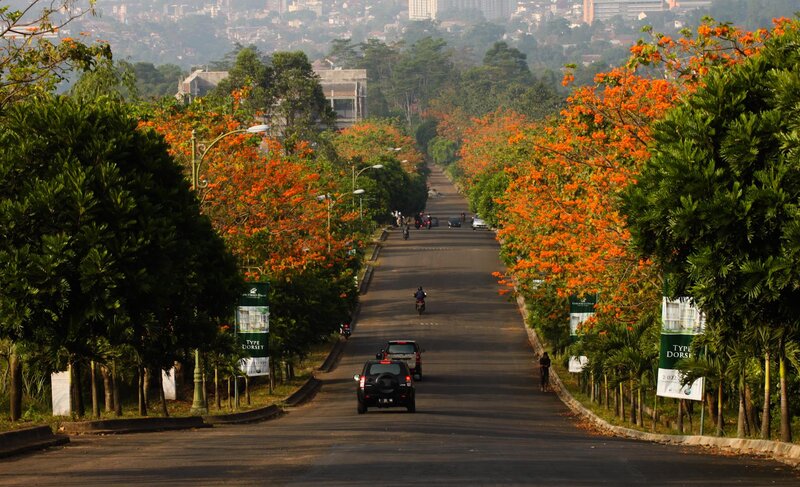 Road with Flowering Trees — Green