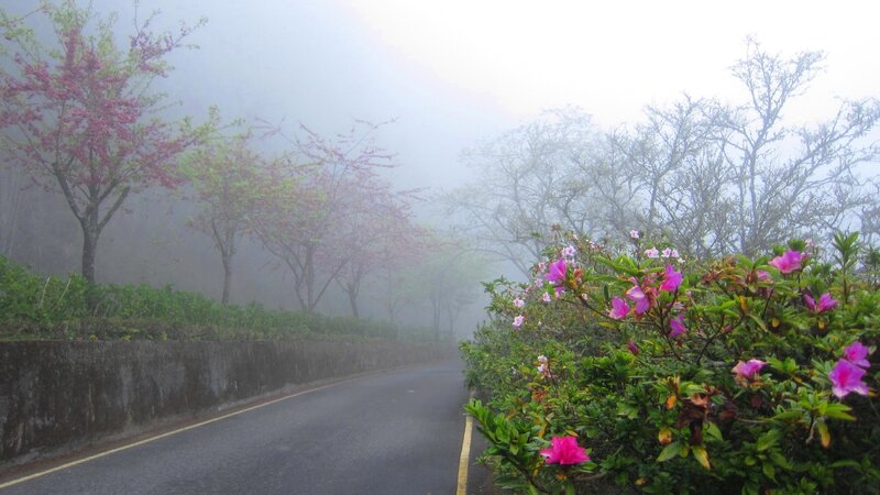 Road with Flowering Trees