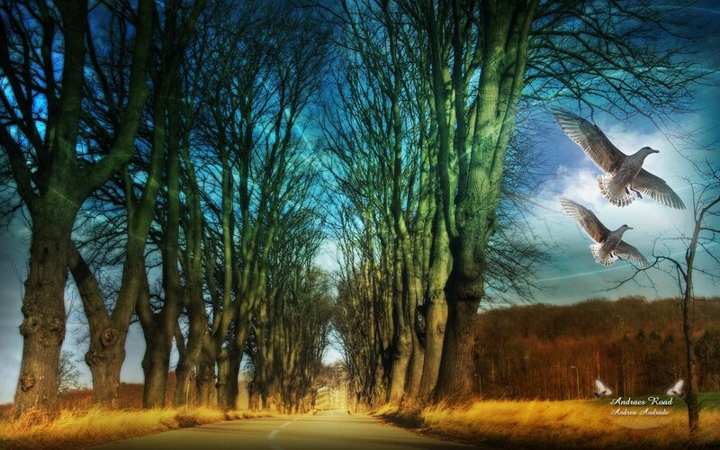 Road with flying birds