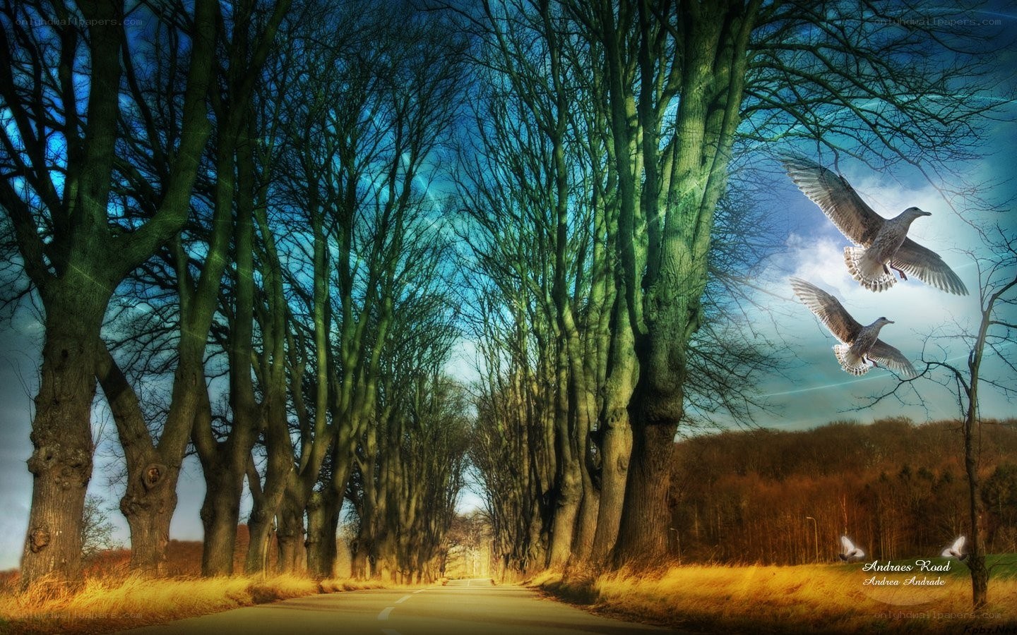 Road with flying birds