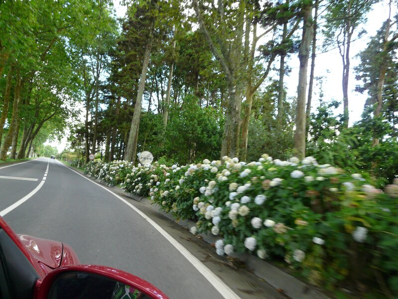 Road with hydrangeas and trees