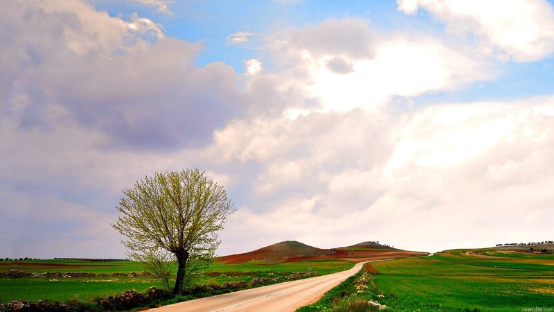 Road with lone tree and rolling hills
