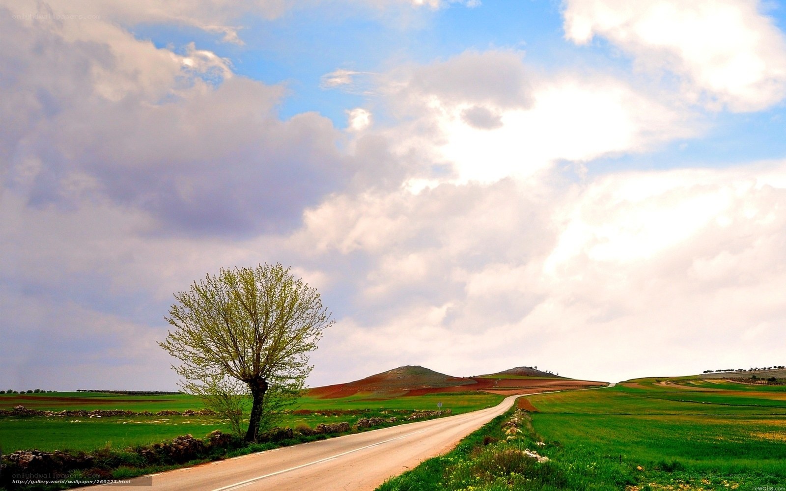 Road with lone tree and rolling hills