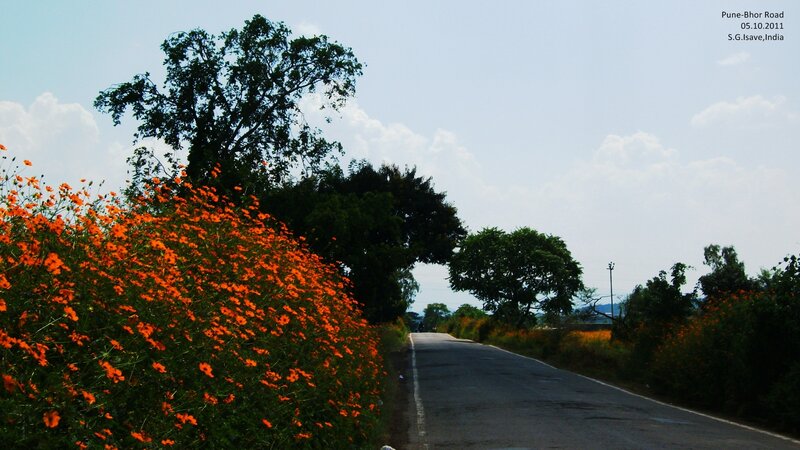 Road with Orange Flowers
