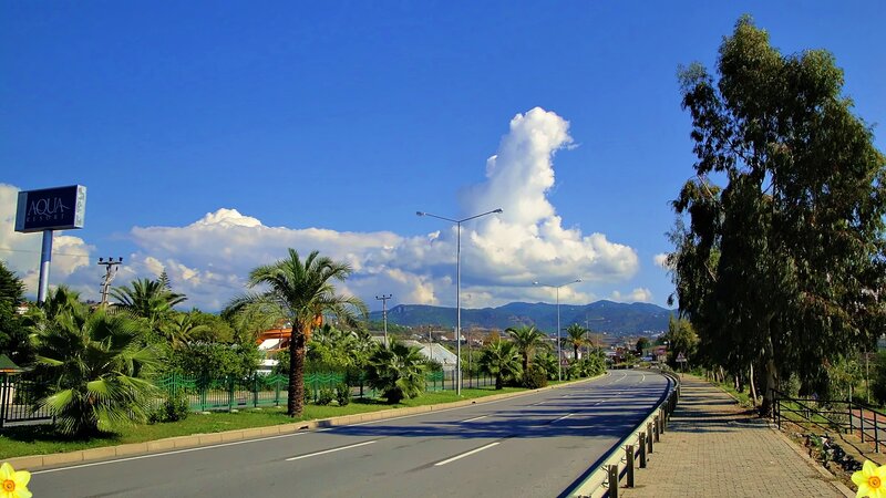 Road with Palm Trees — Blue