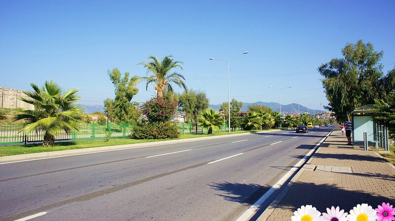 Road with Palm Trees