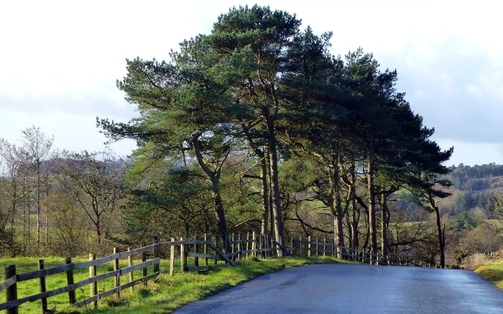 Road with pine trees and fence