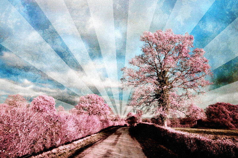 Road with pink trees and sunburst sky