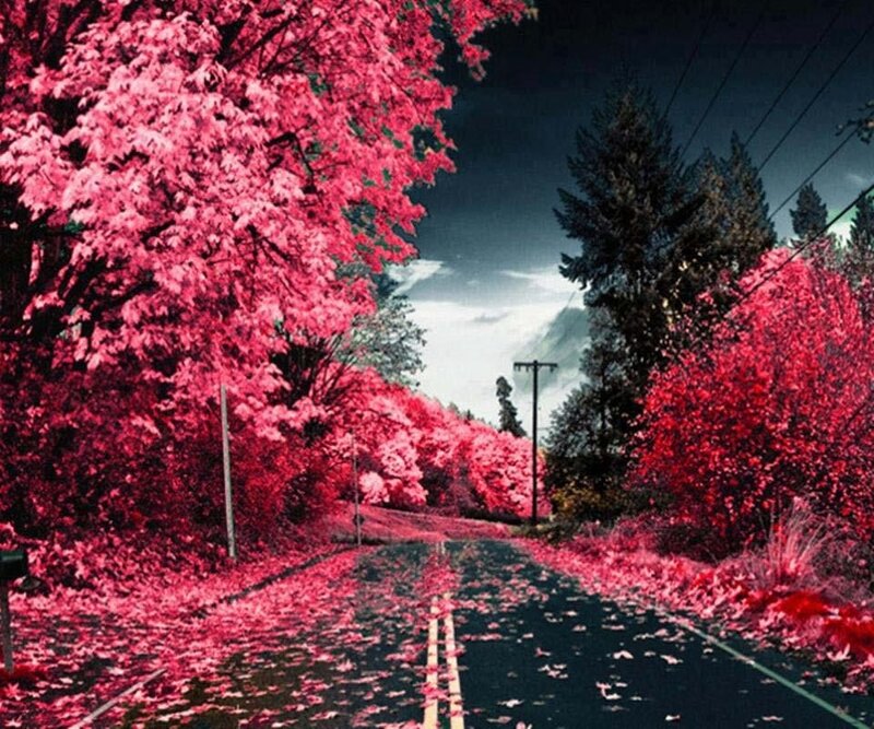 Road with Pink Trees — Dramatic, Autumn