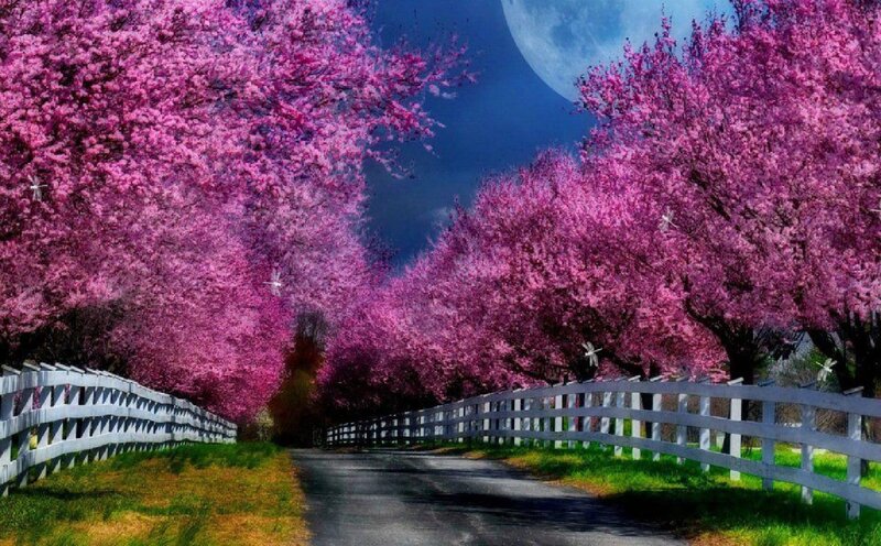 Road with Pink Trees — Serene