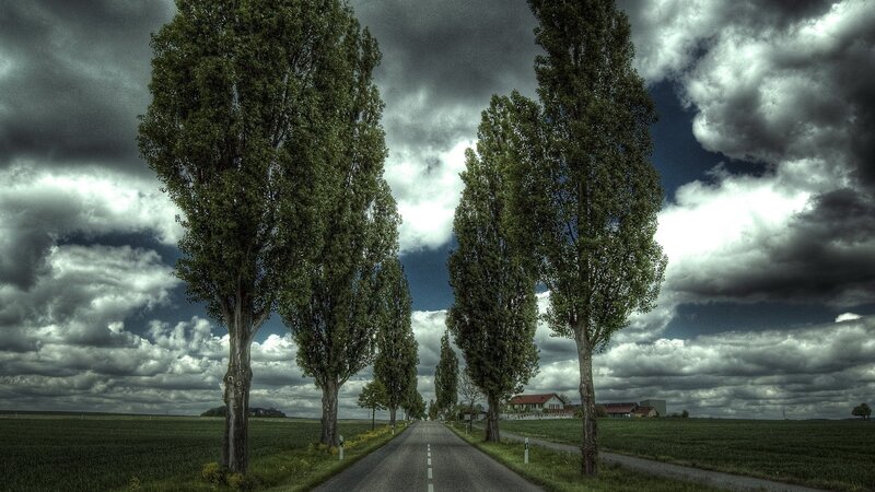 Road with Poplar Trees