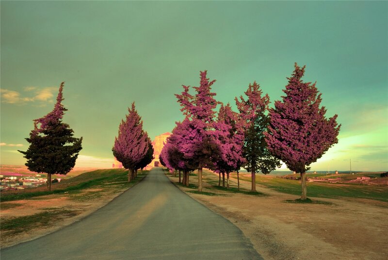 Road with purple trees