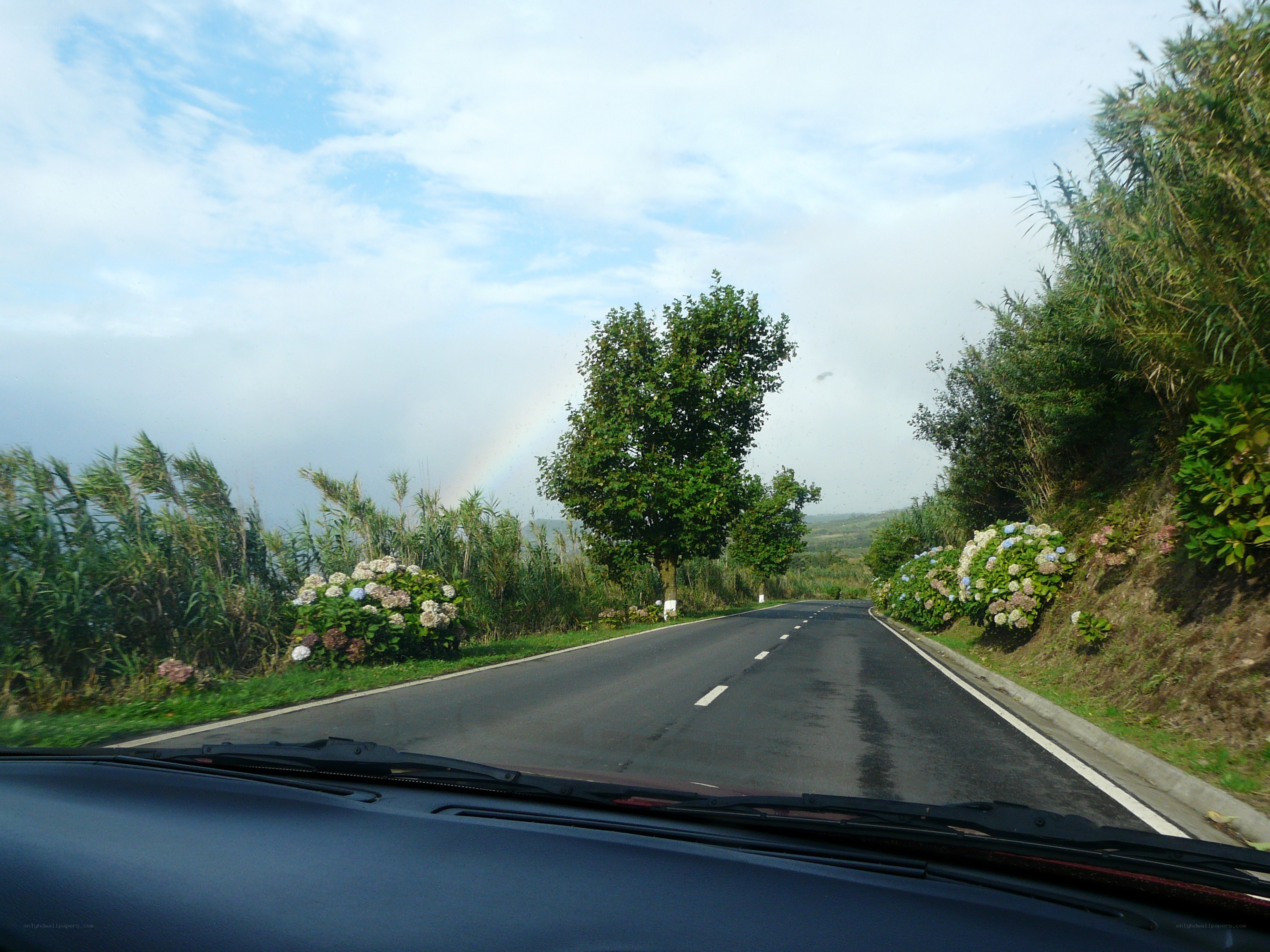 Road with rainbow and hydrangeas