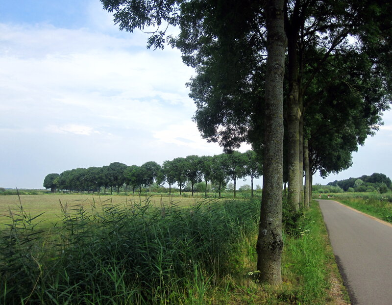 Road with Trees and Field
