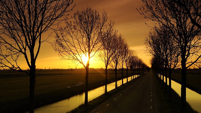 Road with Trees at Sunset