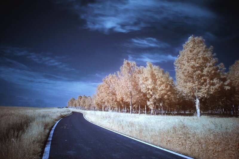 Road with Trees — Blue