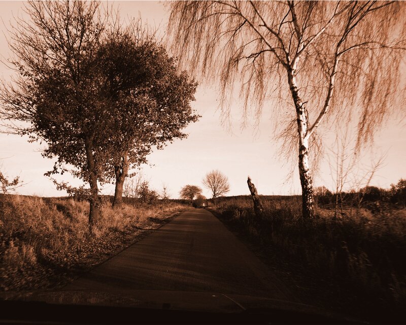 Road with Trees — Brown