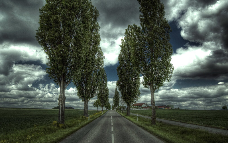 Road with Trees — Green, Dramatic, Afternoon, Photograph