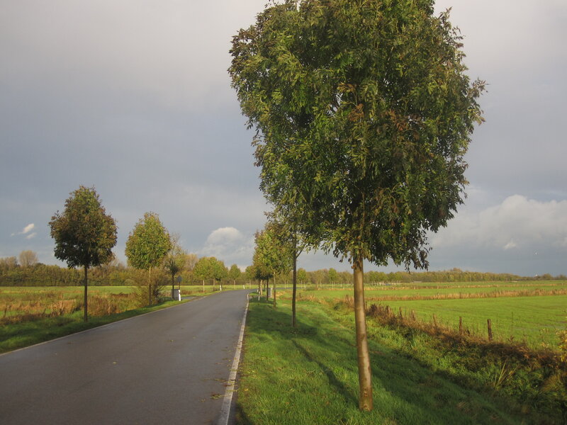 Road with Trees — Green