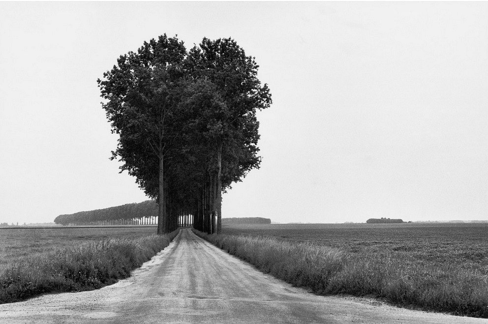 Road with trees in a field