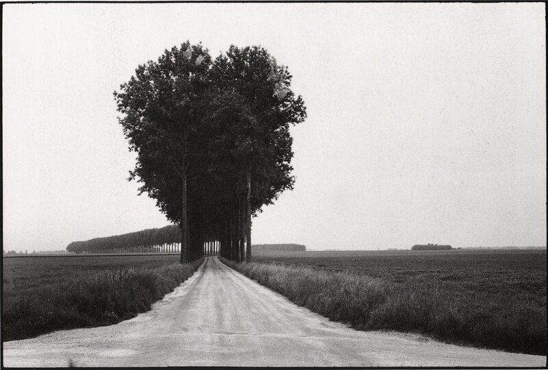 Road with trees in a field