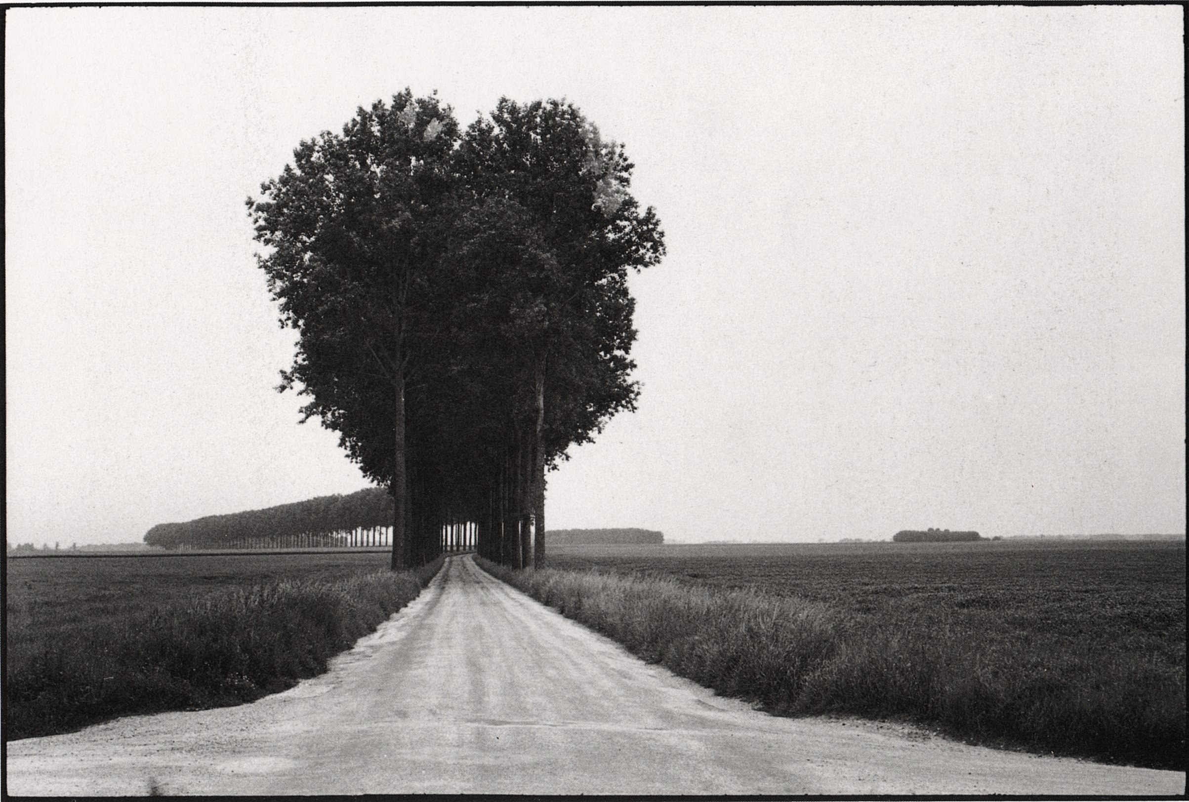 Road with trees in a field