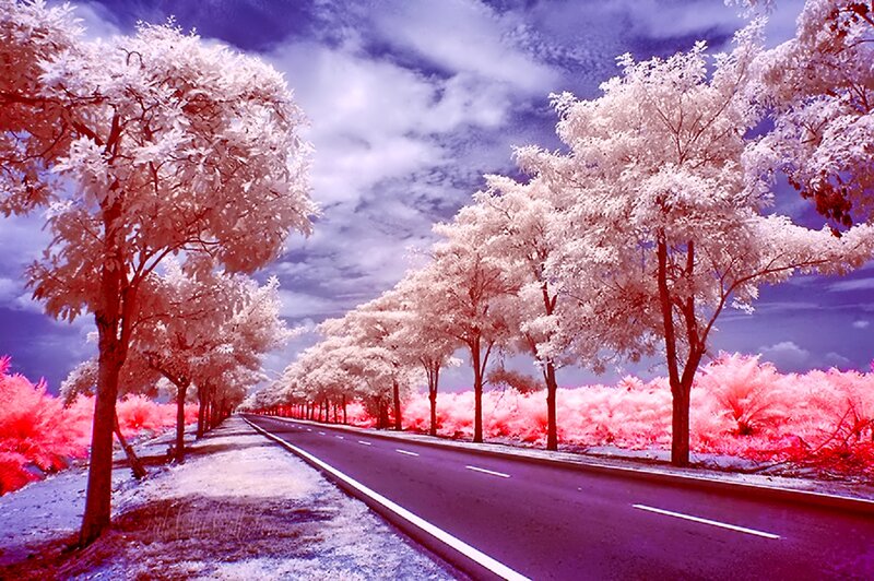 Road with Trees — White