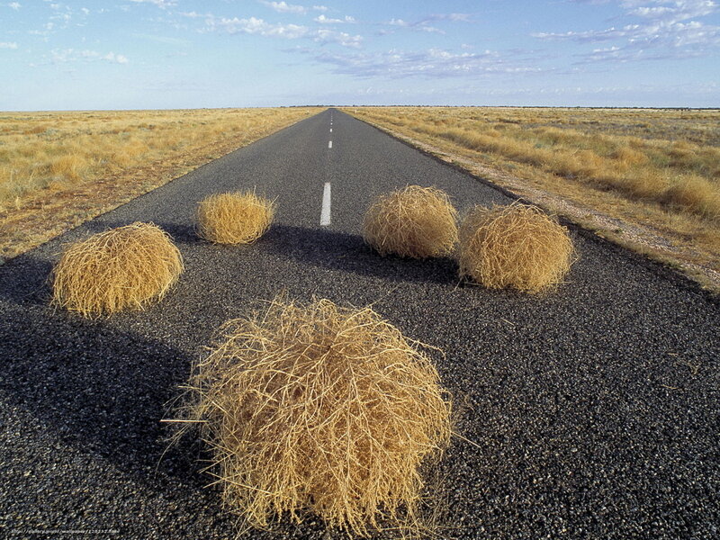 Road with tumbleweeds