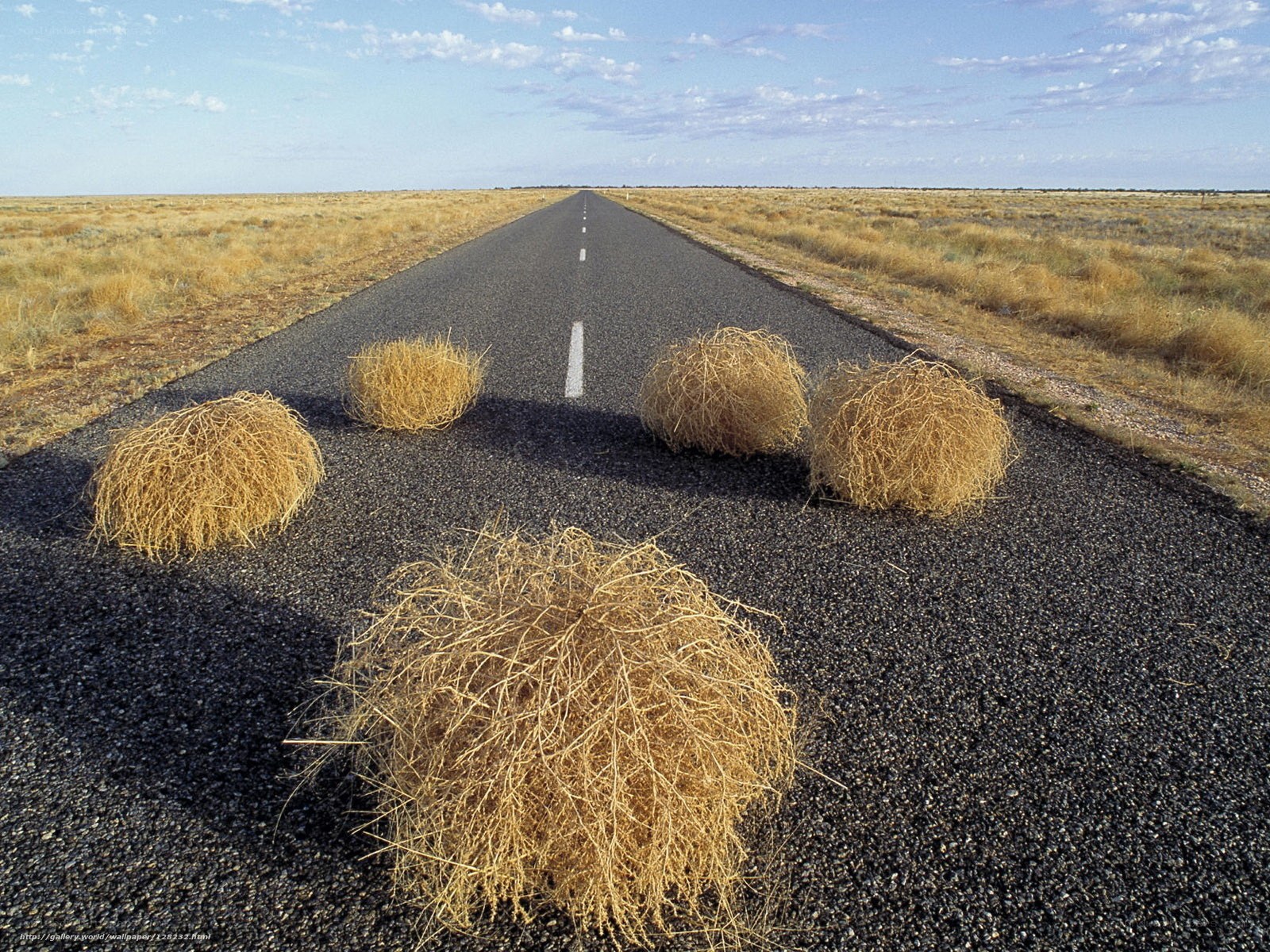 Road with tumbleweeds