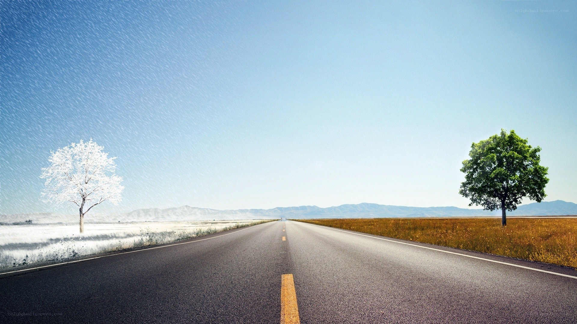 Road with two trees