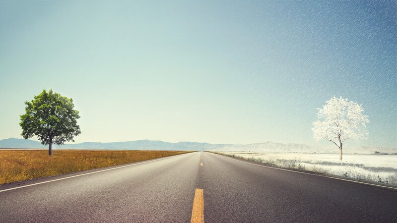 Road with two trees