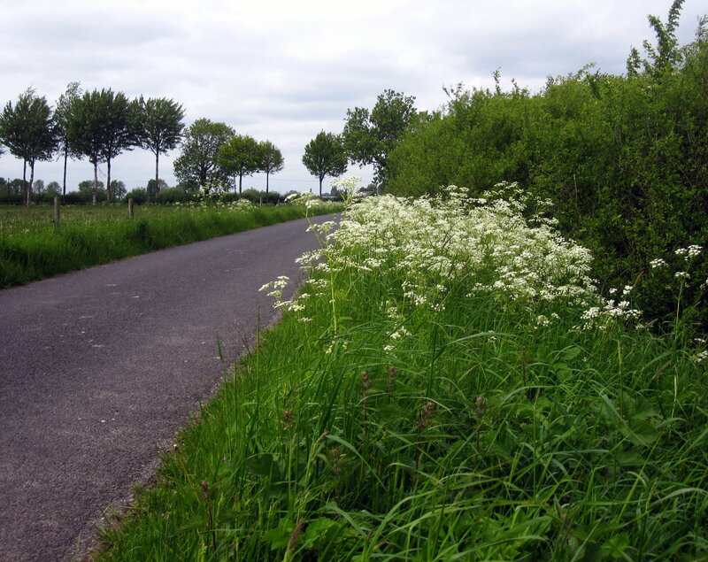 Road with White Flowers