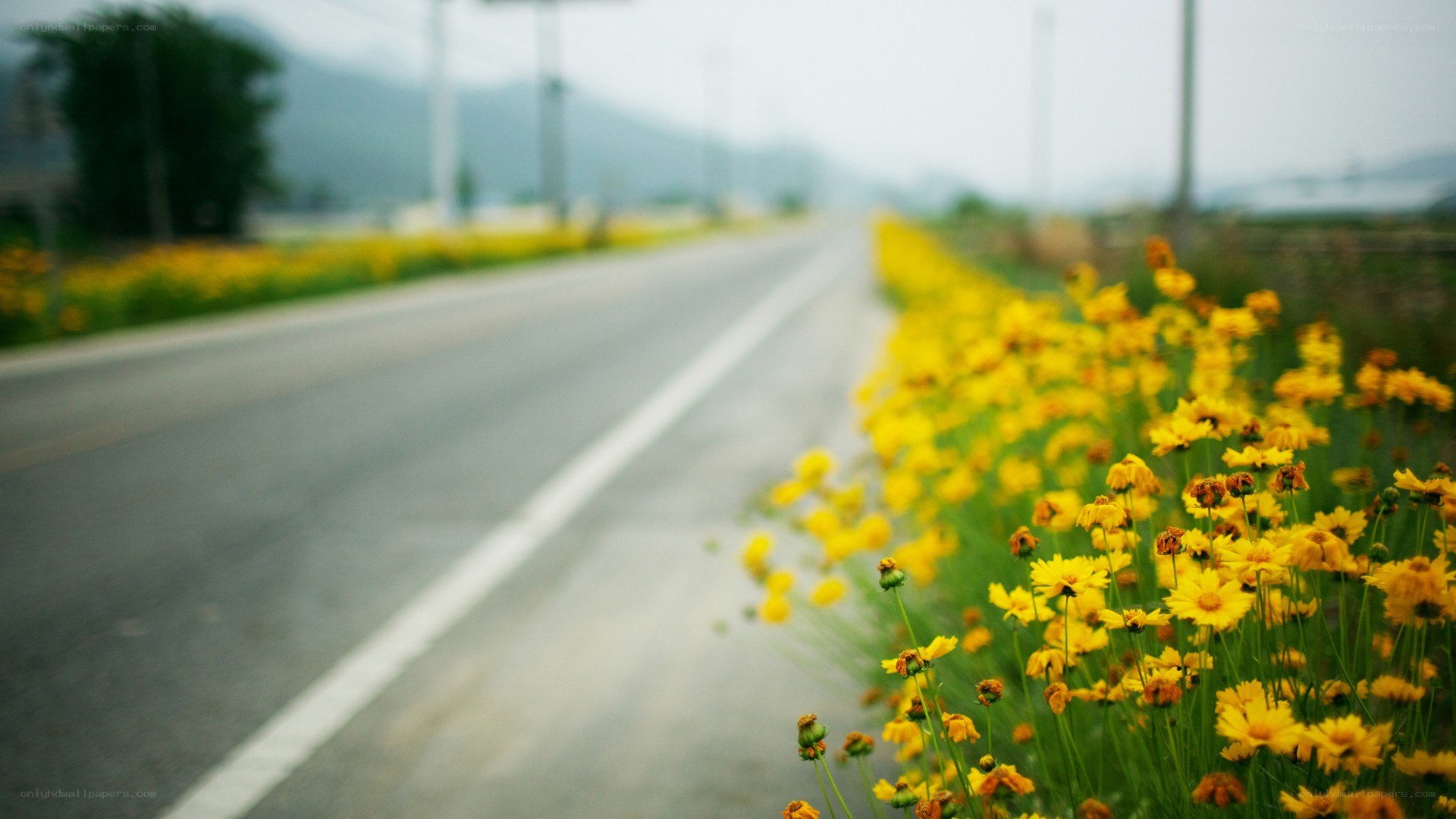 road with yellow flowers