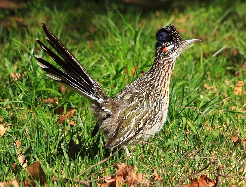 Roadrunner Bird in Grass