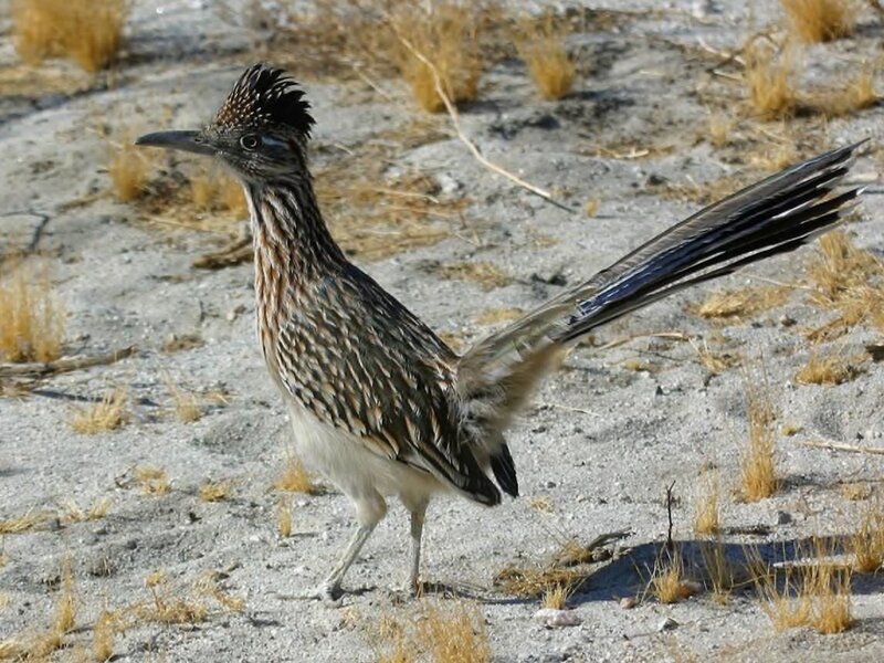 Roadrunner Bird