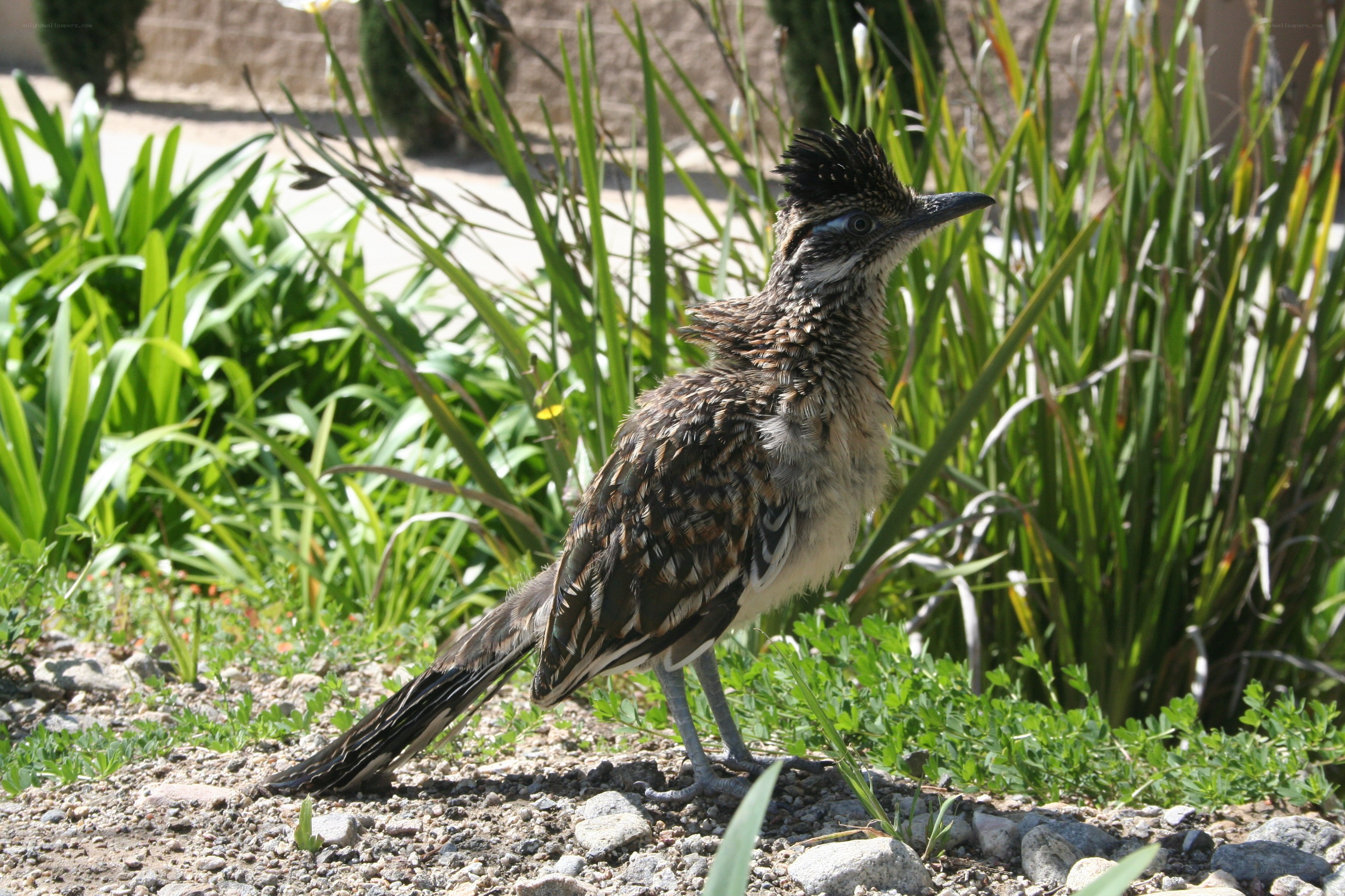 roadrunner in garden