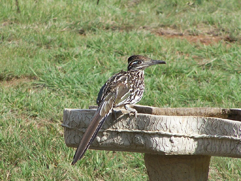 roadrunner on a birdbath