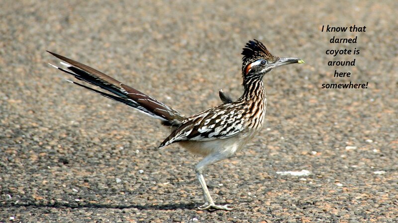 Roadrunner on Pavement