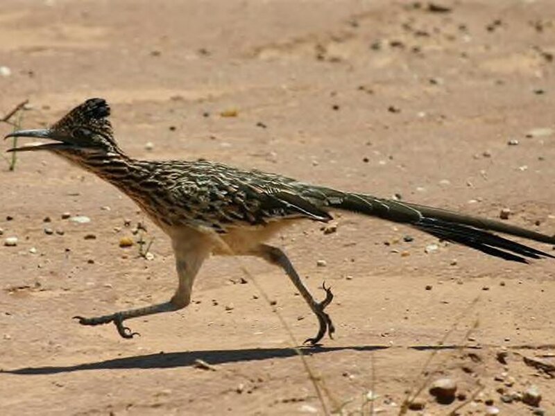 Roadrunner Running