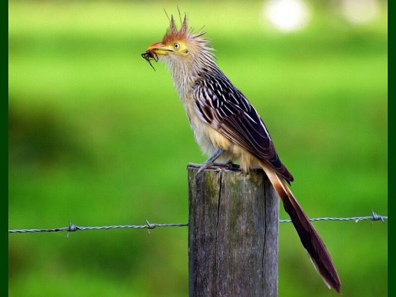 Roadrunner with insect prey