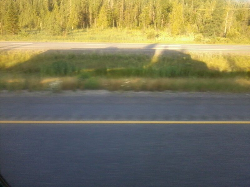Roadside Forest View