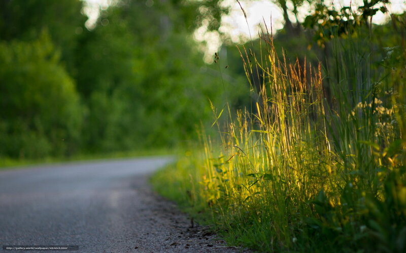 Roadside grass in golden light